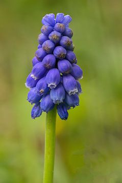 Blauwe druif (Muscari armeniacum) van Peter Bartelings