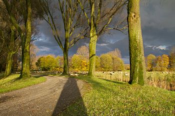 Donkere wolken boven de Biesbosch