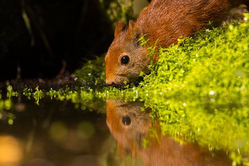 Thirsty squirrel