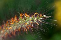 Bloem met sprieten