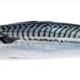 mackerel fish by MadebyGreet