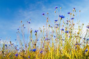 Le bleuet dans le champ de blé