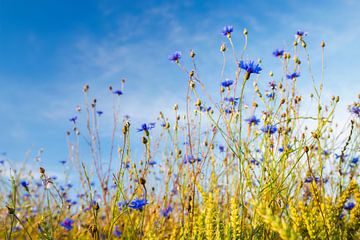 Korenbloemen in het korenveld van Daniela Beyer