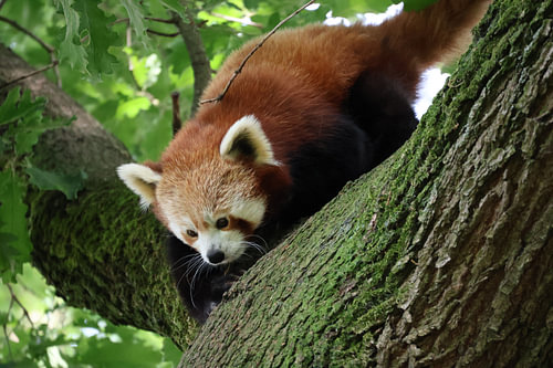 Tiere und Natur