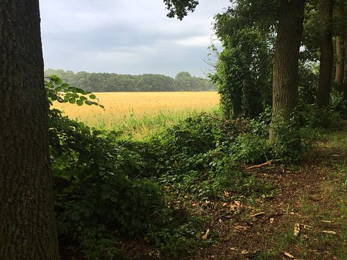 Vergezicht vierdaagse