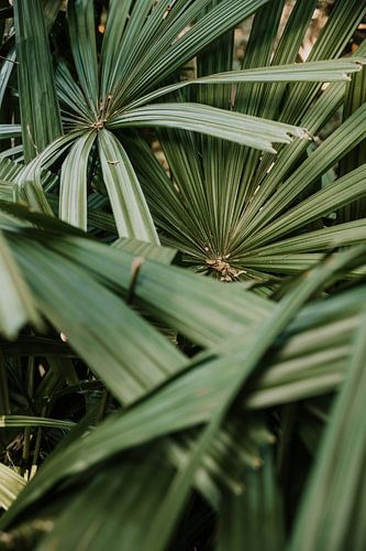 Palmbladeren van dichtbij
