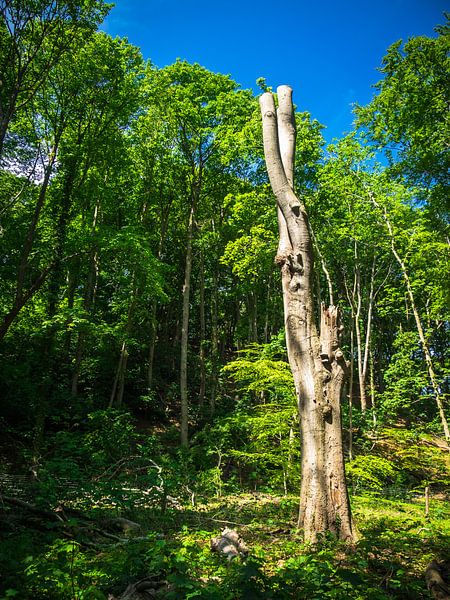 Oude boom in de natuur van Martijn Tilroe