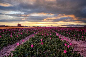 Tulips at sunrise by Ilya Korzelius