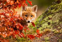 Fox, Robert Adamec