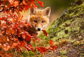 Fuchs von Robert Adamec