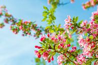 Cerisier en fleurs au printemps par Sjoerd van der Wal Photographie Aperçu