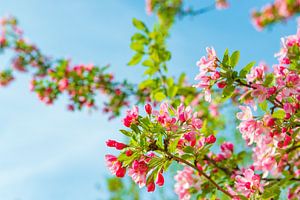 Cerisier en fleurs au printemps sur Sjoerd van der Wal Photographie