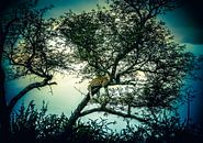 Leopard in magical tree by Sharing Wildlife thumbnail