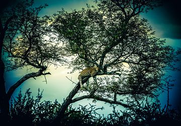 Luipaard in magische boom