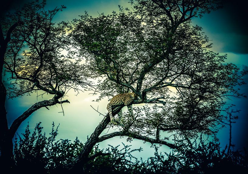 Luipaard in magische boom van Sharing Wildlife