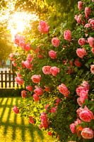 Magnifique rosier dans le contre-jour doré du soleil