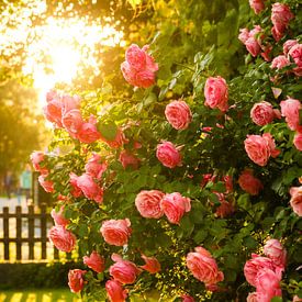 Magnifique rosier dans le contre-jour doré du soleil sur Raphael Koch