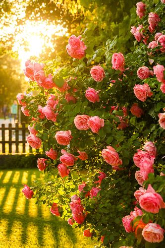 Magnifique rosier dans le contre-jour doré du soleil sur Raphael Koch