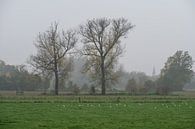 Mistige bomen in Vlaanderen van Werner Lerooy thumbnail
