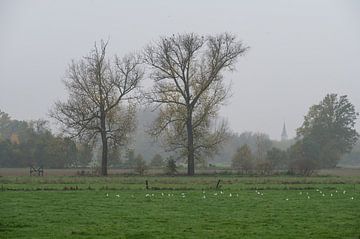 Mistige bomen in Vlaanderen van Werner Lerooy