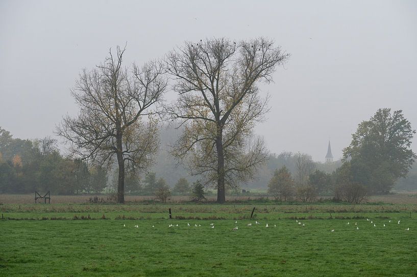 Foggy trees in Flanders by Werner Lerooy
