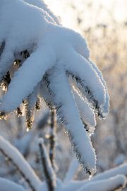 Ice drops on snowy branch by Sylvia Remenyi-Kuiper