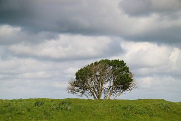eenzame boom