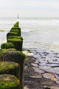 mossige strandpalen in zeeland sur Peter van Mierlo