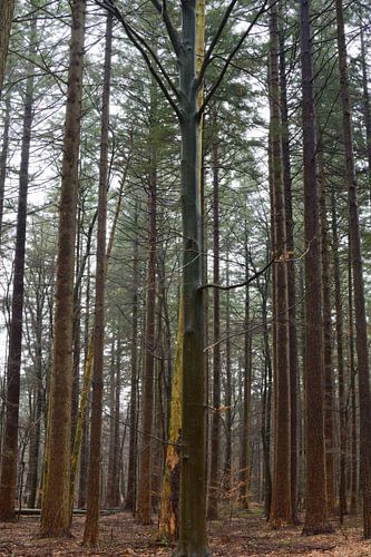 A pine forest in colour