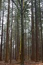 A pine forest in colour by Gerard de Zwaan thumbnail