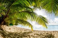 Beach with palm trees on the Caribbean island of Barbados. by Voss Fine Art Fotografie thumbnail