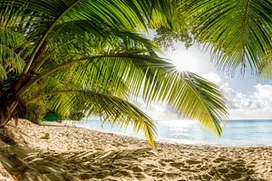 Strand mit Palmen in der Karibik