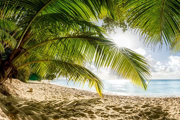 Beach with palm trees on the Caribbean island of Barbados. by Voss Fine Art Fotografie