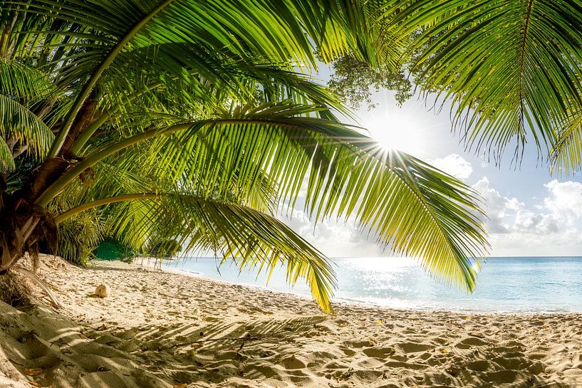 Beach with palm trees on the Caribbean island of Barbados. by Voss Fine Art Fotografie