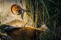 Source by Auke Hamers thumbnail