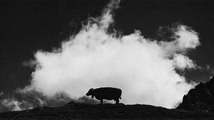 cow and cloud van Dorit Fuhg