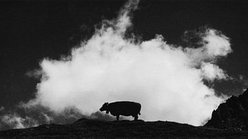 cow and cloud von Dorit Fuhg