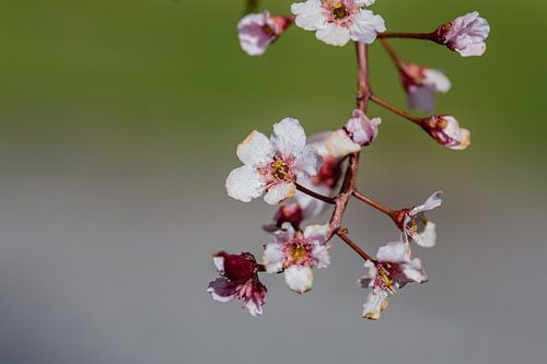 Spookjesachtige bloesem