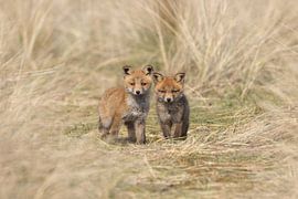 Young foxes on the lookout by HB Photography