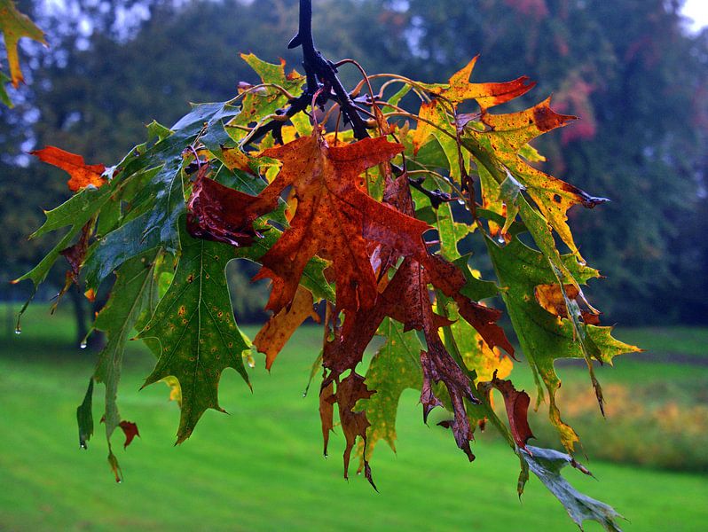 Couleurs des feuilles 1 par Edgar Schermaul