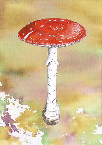 Fly agaric