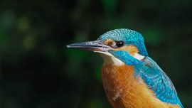 The kingfisher up close, what a splash of colour! by Marjon Woudboer