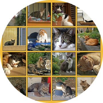 Collage van katten in allerlei situaties van Gert van Santen