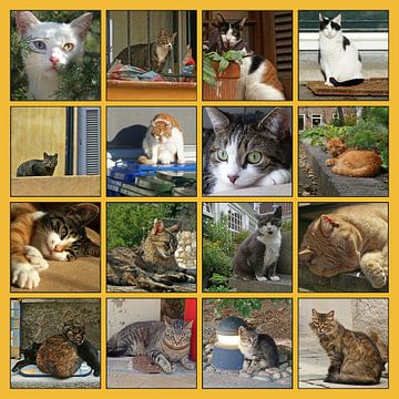 Collage van katten in allerlei situaties van Gert van Santen