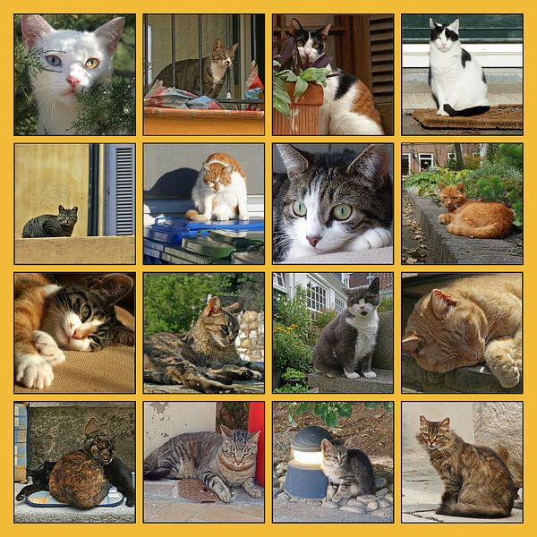 Collage von Katzen in allen möglichen Situationen von Gert van Santen
