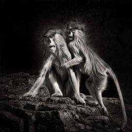 Zwei verängstigte Affen von Chi