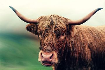 Rossig Schotse Hooglander koe met mistige achtergrond van Atelier Liesjes