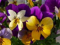 Tuin viooltje