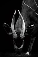 Bongo Antilope