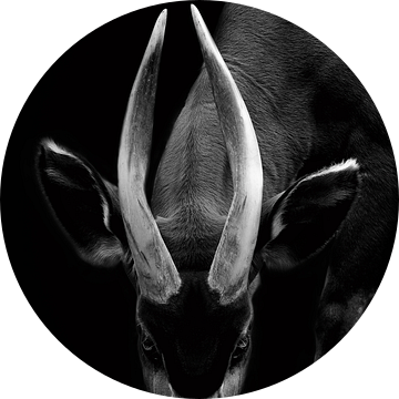 Bongo Antilope van Mirthe Vanherck